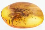 Detailed Fossil Spider Wasp (Pompilidae) In Baltic Amber #325363-1